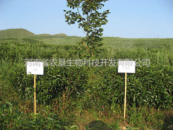 廣西實(shí)驗(yàn)照片